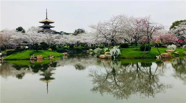 武汉游学 | 樱花烂漫，学习和成长的过程同样是一种浪漫