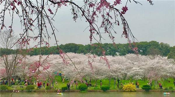 武汉游学 | 樱花烂漫，学习和成长的过程同样是一种浪漫